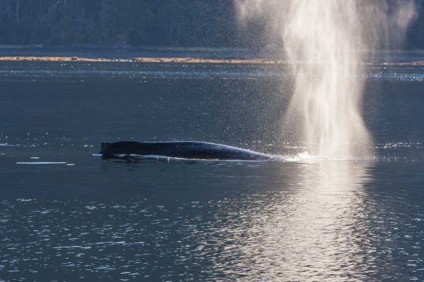 AK, Tongass NF Humpback whale spouting